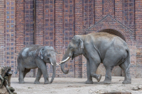 Gefahr im Versteck - Virus bedroht Elefanten im Leipziger Zoo