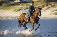 Halfter fÃ¼r das Pferd - Unverzichtbarer Begleiter im Reitsport