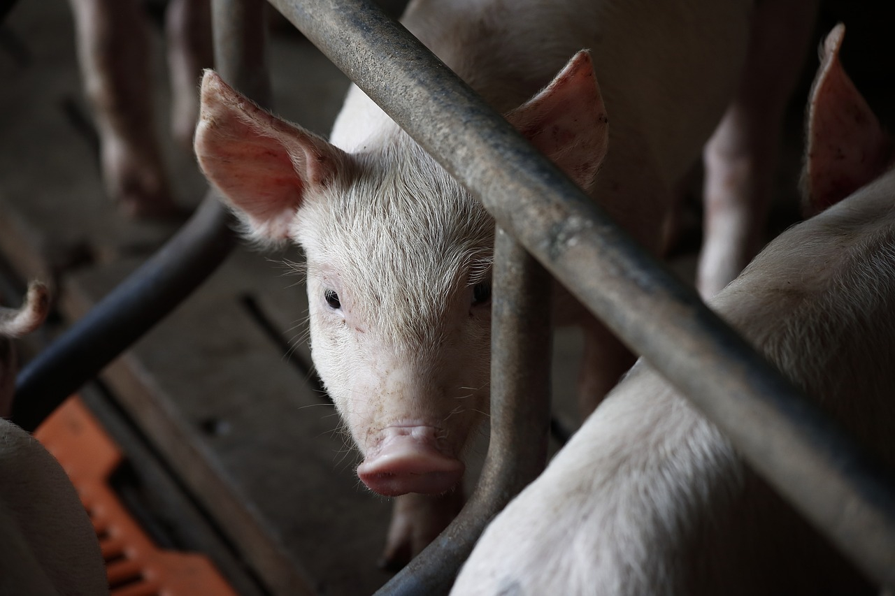  WeiÃenfels - Afrikanische Schweinepest